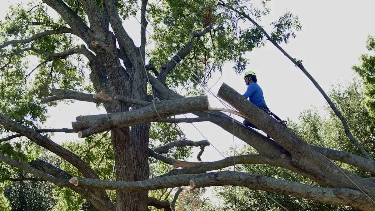 Professional Crown Thinning performed by certified arborists in Topeka